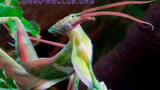 Mantis `Devil Flower | MMantiz