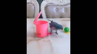The bird is putting the ball in the bowl WOW Super
