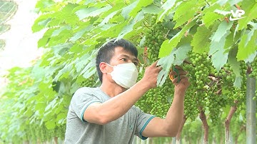 Sông Lô đẩy mạnh tái cơ cấu ngành nông nghiệp