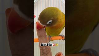 Love Bird Biteslove Birdsparrot birds bird Bitefunny bgm