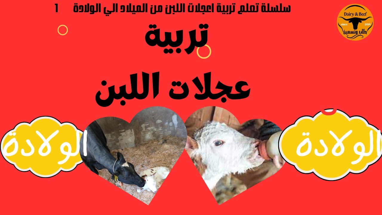 أساسيات تربية عجلات اللبن، سلسلة تعلم تنشئة العجلات من الميلاد الي الولادة