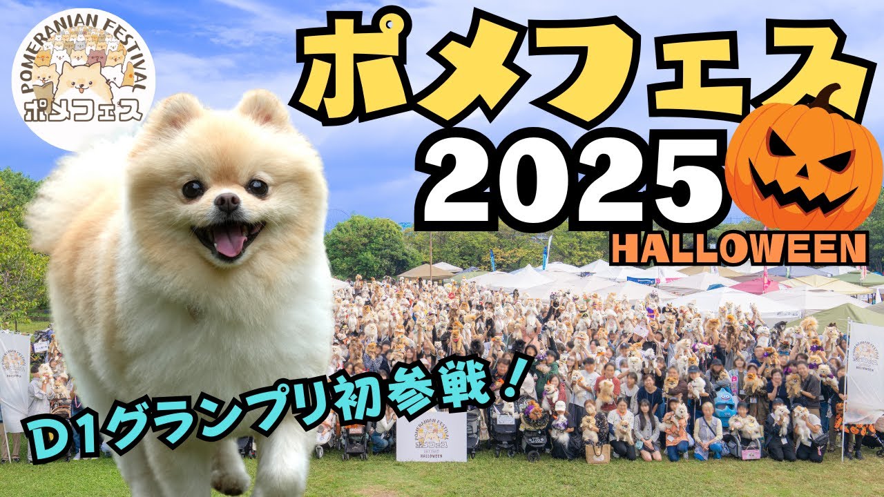 【D1グランプリ初参戦！】果たしてちゃんとゴールできるのか？！ポメフェス2025ハロウィン