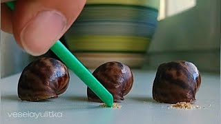 Feeding Snails On Camera - Cute Animals