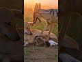 PURE JOY! Watch This Mama Dog and Her Tiny Puppies During Sunset 🌅🐕
