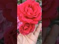 🌹🥀#rose petals# 🥀🌹