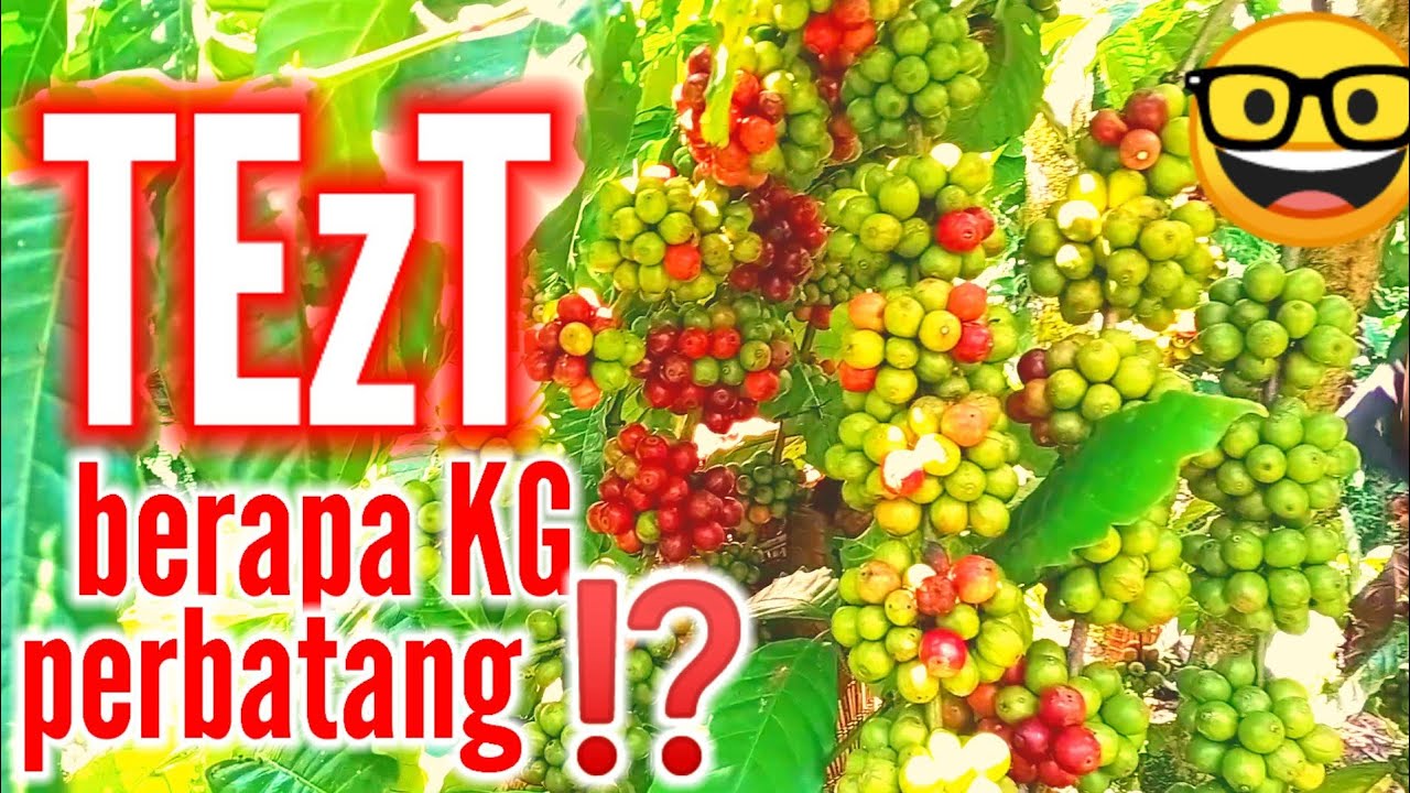 TEST berapa kilogram perbatang||petik kopi