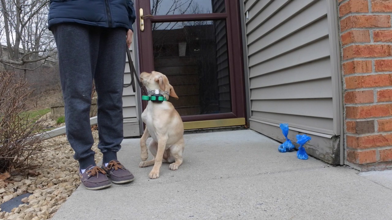 Coral Leash pulling stopped Funtastic K9 Training YouTube