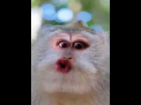 Абезьяна - YouTube