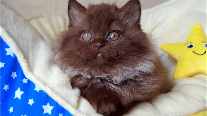 Watch the video about British Longhair kitten chocolate color 2 months old