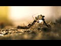 World of Ants -  MotionCam Demo Contest