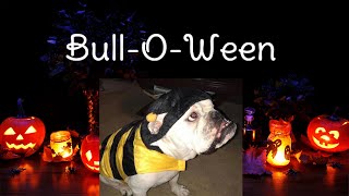 THIS IS BULL-O-WEEN