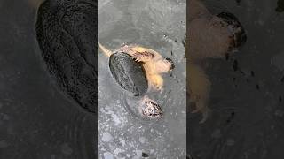 Turtle Love #snappingturtles #turtles