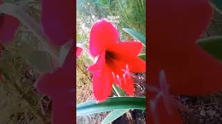 #indahnya bunga penuh warna#videoshorts#