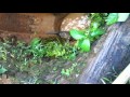 Baby elephant being rescued from well