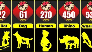 Full Animals Pregnancy Period Comparison | Shortest To Longest Animals Gestation Period | Amo Data | News