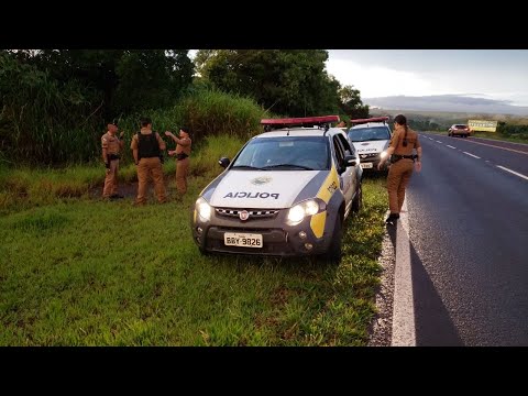 Ataque de abelhas atrapalha captura de ladrão de motocicleta