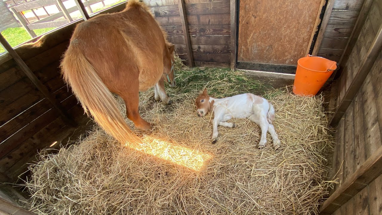 Baby miniature horse diagnosed with sepsis - YouTube