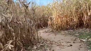 Corn Maze at Three Cedars Farm on Live In The D