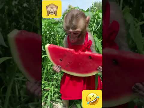 القرد ينتظر احد يقول له أبدا أكل