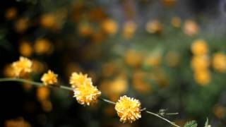 Beautiful Yellow Flowers In Garden HD Stock Video Footage - Free MP4 Download