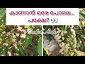 Looks identical… but wait 👀|Don’t buy before watching this! ⚠️|Orchidaisle