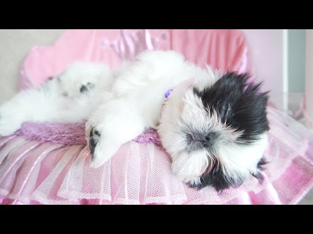 ULTIMATE SLEEPY PUPPY | SUPER CUTE