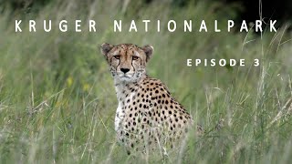 KRUGER NATIONALPARK 2023 | EPISODE 3 | A NEW ADVENTURE