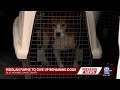 Beagle breeding facility Ridglan Farms to close after dog transfer