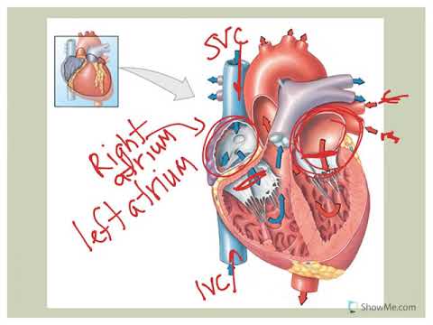 Heart Anatomy - YouTube