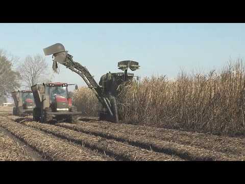 Videó: Cukornád a hűvös éghajlatért – Ismerje meg az alacsony hőmérsékletű cukornádfajtákat