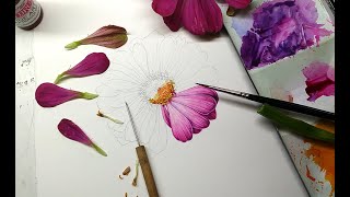 Illustrating a Zinnia for the New England Society of Botanical Artists