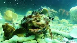 Incredible footage of Hermit Crab changing shells with anemones and fighting each other!
