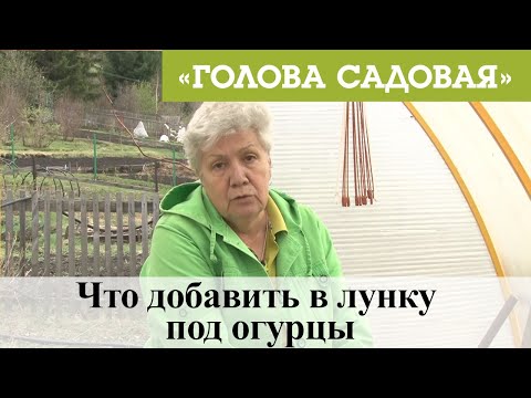 Голова садовая - Что добавить в лунку под огурцы