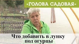 Голова садовая - Что добавить в лунку под огурцы