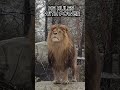 CAN YOU OUTRUN THIS? 🦁🔥