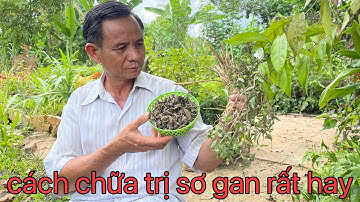 4 bài thuốc chữa sơ gan cổ trướng bằng thuốc nam rất hay