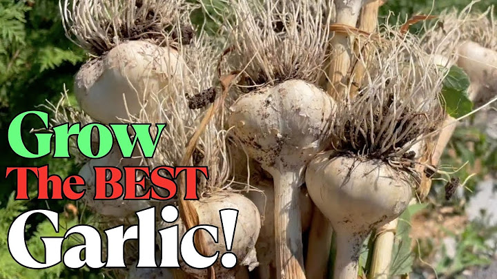 THE BEST GARLIC: HOW TO Grow, Harvest & Cure + SMART Succession Planting for Extra Late-Summer Crops