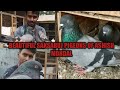 Saksabuj  pigeons  of ashish mondal6290610466