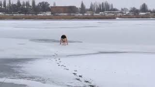 В Николаеве морпех спас собаку, которая провалилась под лед