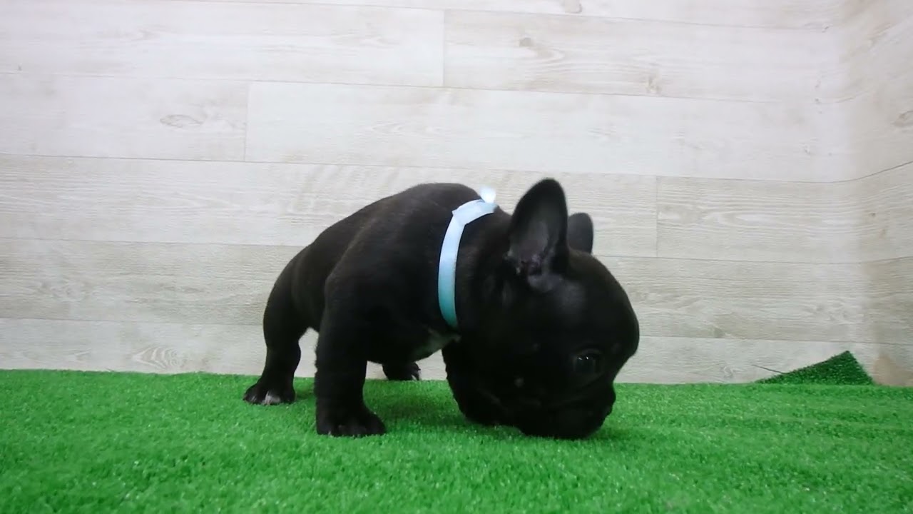 Coo&RIKU No.00747863 フレンチブルドッグ - YouTube