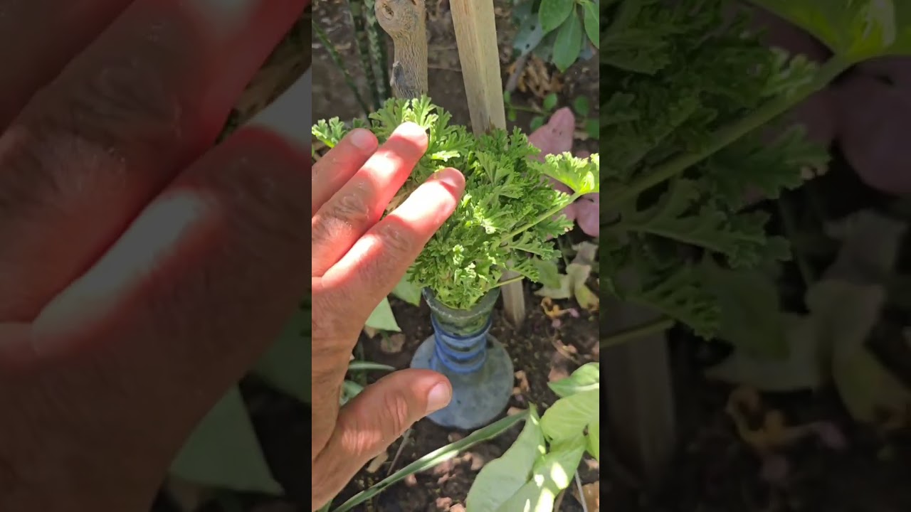 اذا عاجبك تزرع ومحتار شتزرع بهذه الايام تابع الفديو للاخير🥀 حديقتي جنتي🥀