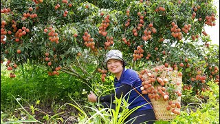 Harvesting Lychee, Chayote Fruit Go to the market to sell Lucia Daily Life