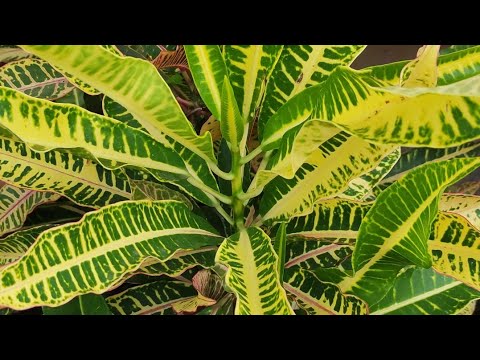 Video: Euphorbiaceae perekond: kirjeldus ja levik