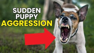 Sudden Puppy Aggression