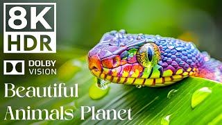 ANIMAL UNIVERSE 8K ULTRA HD | with Cinematic Sound (dynamic color)