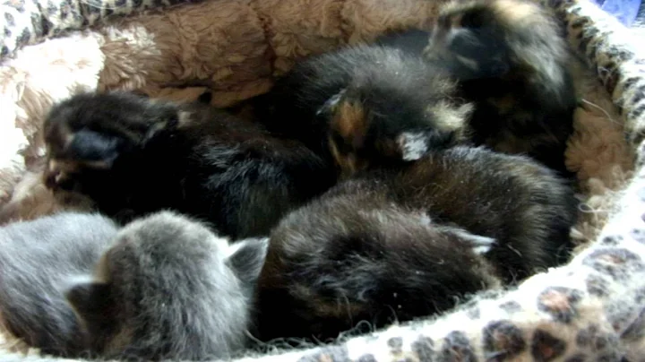 Video 6854191: maine coons born, baby maine coon