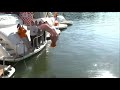 Pat McAfee backflips into river in Knoxville | College Gameday