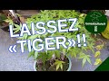 Laissez tiger vos bonsai  explications dbutants