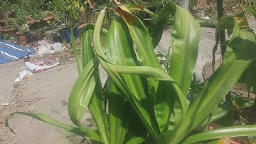 Cây cầu tài  - cây cầu lộc - cây ngãi tổ phong thủy - cây chiêu tài - cây ngải rủ khách