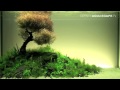 Cc mu h thy sinh p t the art of the planted aquarium 2012 phn 1